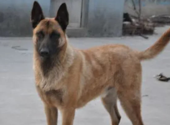 马犬是什么狗