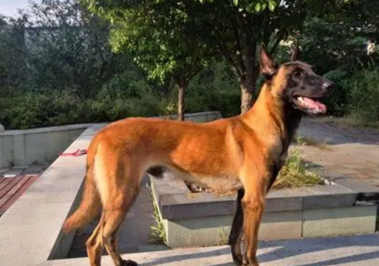 马犬最大寿命是多少