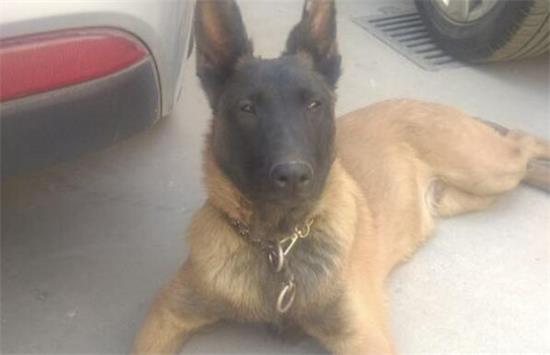 马犬被打会报复主人吗