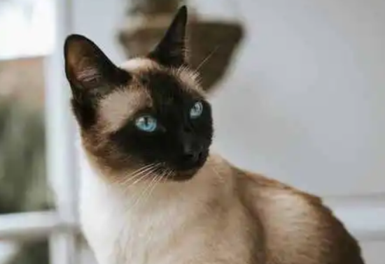 暹罗猫能长多少斤？如何让暹罗猫有合理的体重