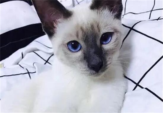 暹罗猫常见病有哪些？常见病的治疗方法是什么？