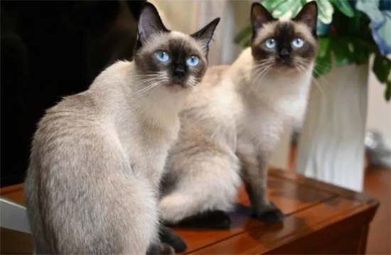 暹罗猫为什么叫猫中王子？新手铲屎官可以看看~