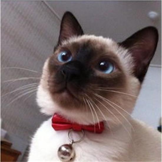 造成暹罗猫颜色改变的原因有哪些？