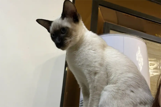 暹罗猫有黄眼睛的吗？暹罗猫眼睛发黄的原因！
