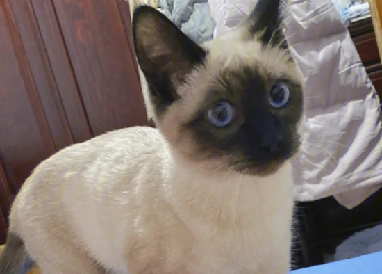 暹罗猫原产地，暹罗猫竟然发源于这里？