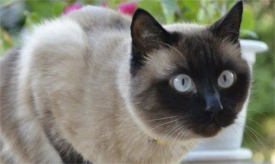暹罗猫有折耳吗 折耳猫的为什么向下呢？