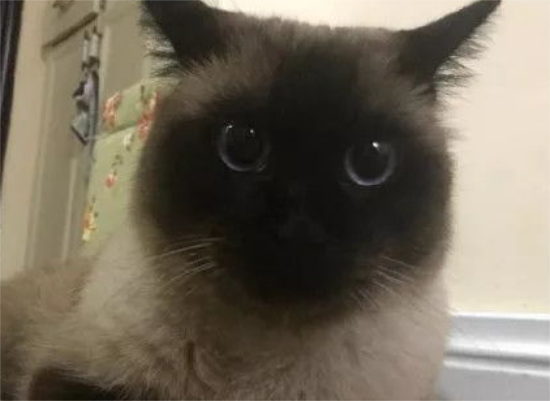 造成暹罗猫颜色改变的原因有哪些？