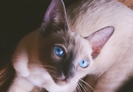 暹罗猫眼睛会变色吗？暹罗猫眼睛发红是怎么回事？
