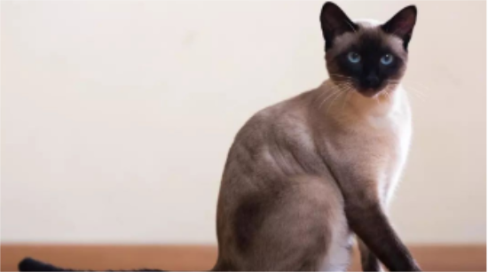 暹罗猫加菲猫哪个聪明 猫咪是否聪明和哪些有关