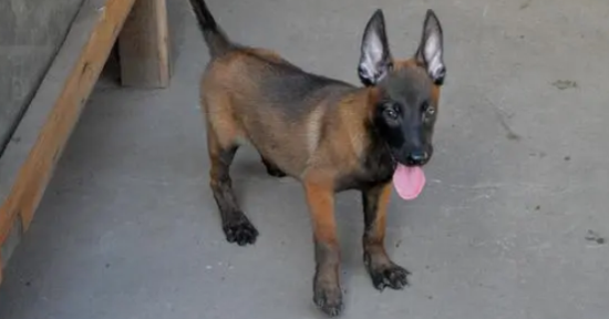 一个月的小马犬好养吗为什么
