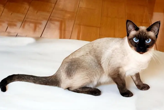 泰暹罗猫的缺陷