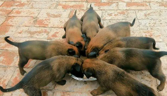 没有狗粮马犬吃什么好