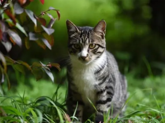 为什么灰色狸花猫罕见
