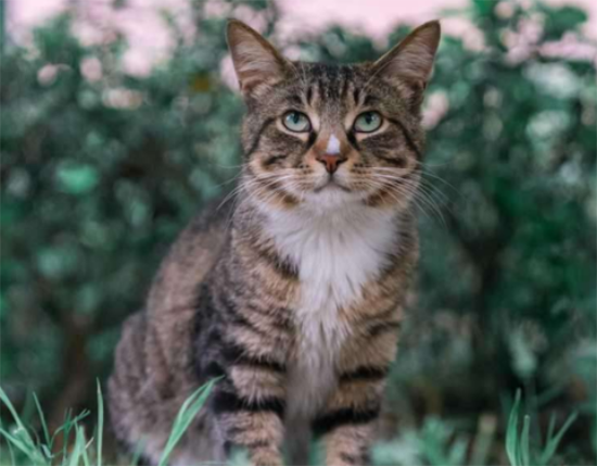 狸花猫和缅因猫的孩子长什么样子