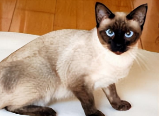 红暹罗猫优点和缺点