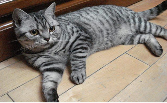 狸花猫只有中国才有吗？答案你猜对了吗