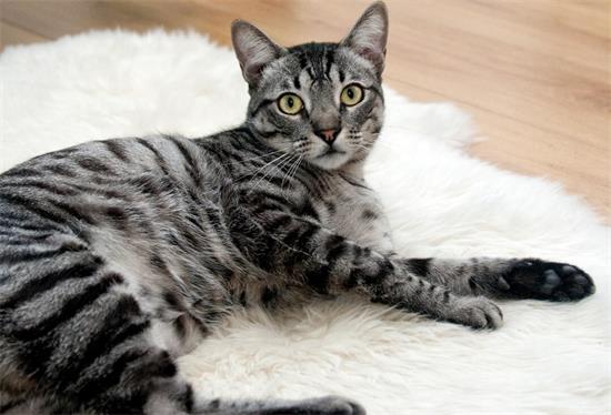 狸花猫幼猫和成猫的饲养方法，学习一下
