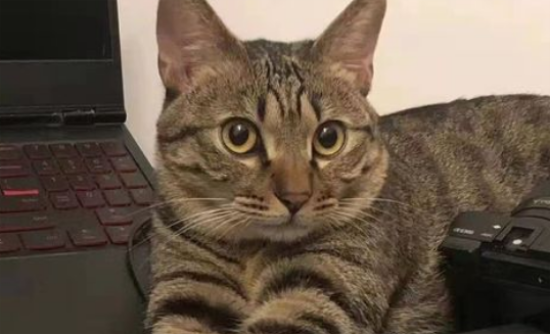 中国狸花猫有跳蚤怎么办？三招教你除跳蚤