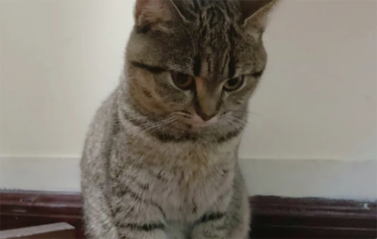 狸花猫怎么养成圆脸？来get一下吧