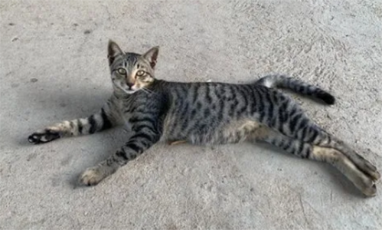 狸花猫认主人的表现有？猫主可以瞧瞧~
