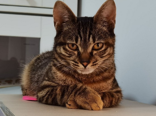 狸花猫吃什么长胖？怎么才能让它长肉肉？