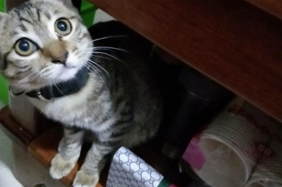 狸花猫从小养会很乖吗？并不会