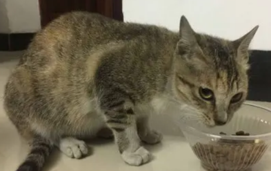 狸花猫吃什么长胖？怎么才能让它长肉肉？
