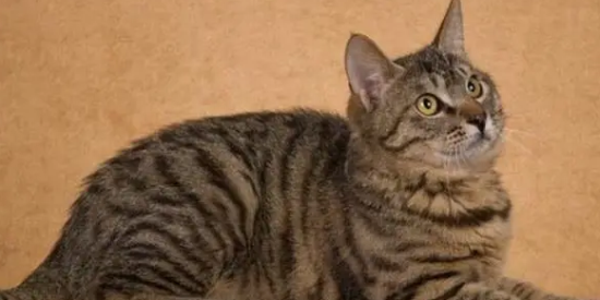 狸花猫寿命一般多少年？大家一定要好好珍惜！