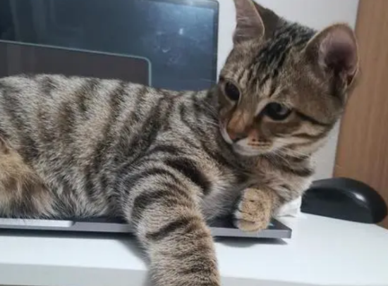 狸花猫是管教还是放养？你养对了吗？