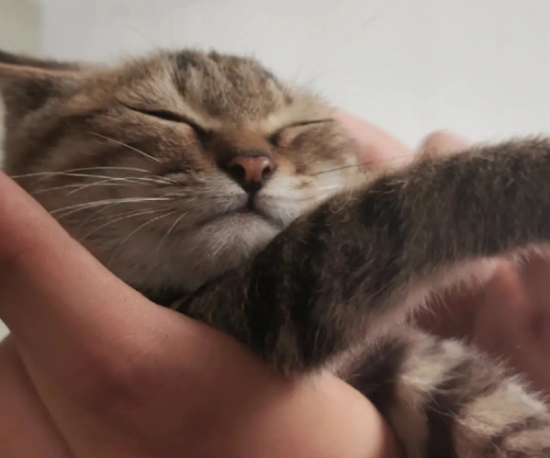 可爱的中国本土狸花猫几个月才认主人呢？