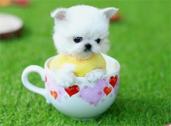 茶杯犬能吃棒棒糖和巧克力吗？看这里~
