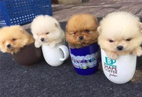 茶杯犬为什么养的人少？主要因为这些
