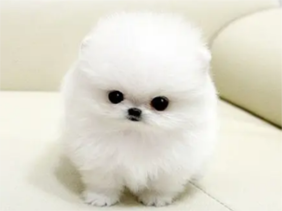 茶杯犬不能吃什么东西？一定要看仔细