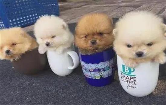 茶杯犬的容貌和特性