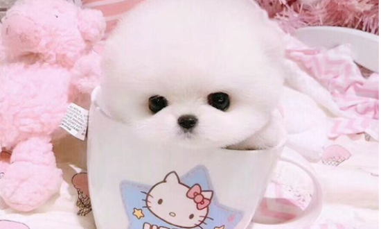 茶杯犬一次吃几粒狗粮？吃多了小心损害健康