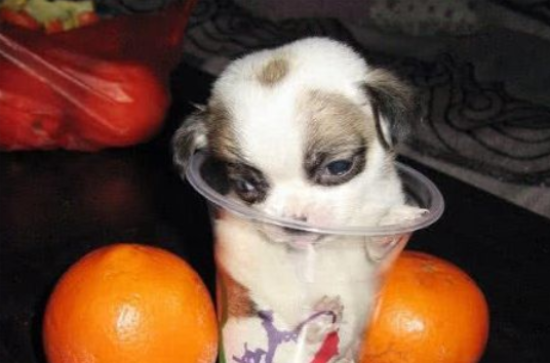养茶杯犬是心理变态吗？饲养者怎么想的！