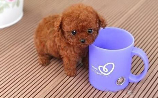 茶杯犬怎么养才健康？养狗须知