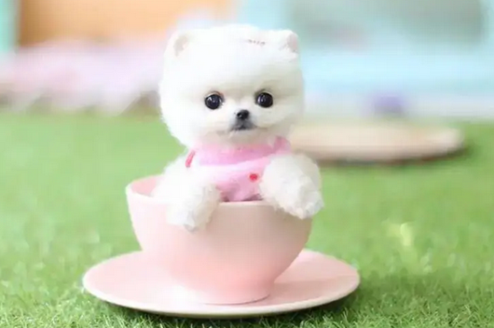 茶杯犬可爱吗？看起来特别小巧玲珑