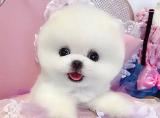袖珍犬怎么养？来看看吧
