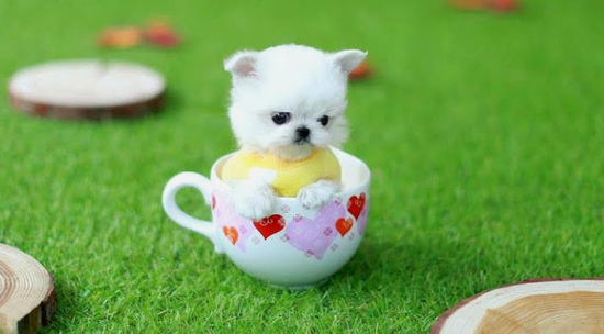 一只茶杯犬的寿命有多长？还得看你怎么养