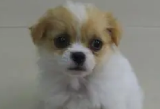 袖珍犬是什么动物？一文告诉你
