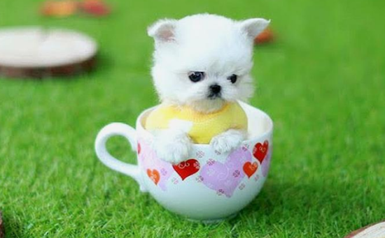 茶杯犬能吃什么水果？饲养须知~