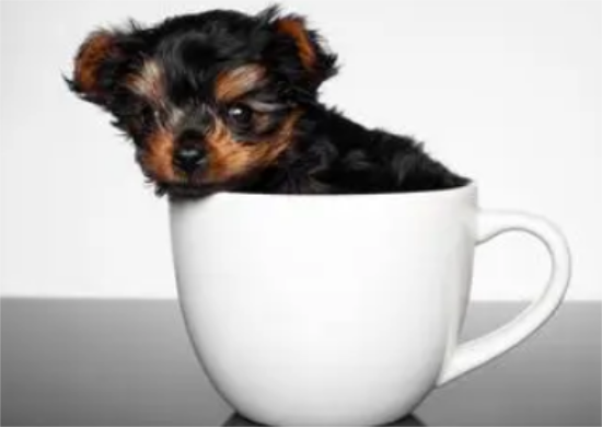 茶杯犬爱叫吗？来了解下吧