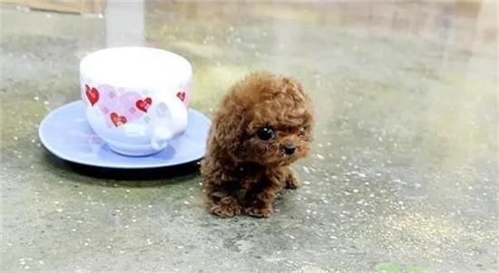 茶杯犬一次吃几粒狗粮？吃多了小心损害健康