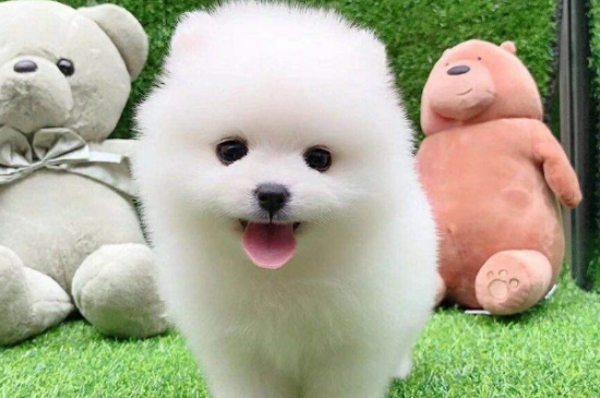 茶杯犬能吃香肠吗？原因是什么？