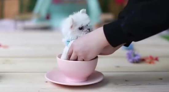 茶杯犬怎么洗澡？主人来学习一下