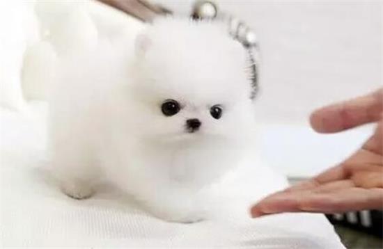 茶杯犬需要遛吗？本文告诉你