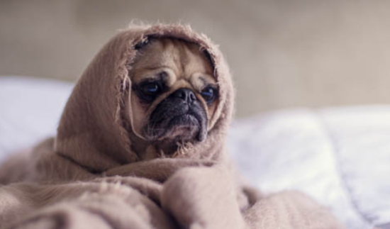 茶杯犬能吃什么水果？饲养须知~