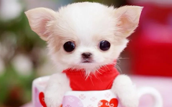 茶杯犬不能吃什么东西？一定要看仔细