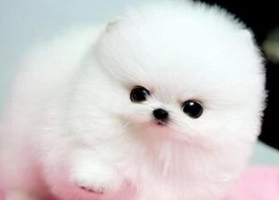 茶杯犬几个月定型？不妨来看看吧
